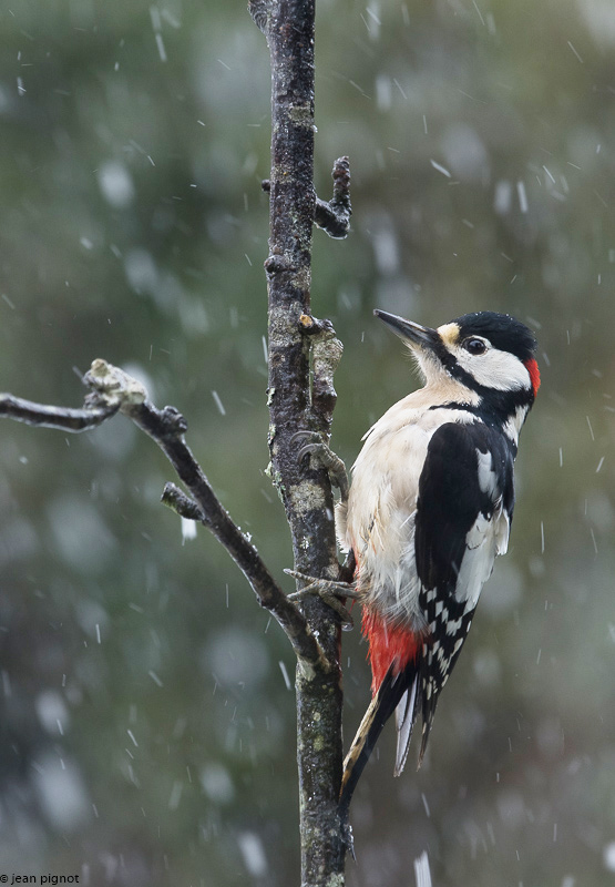 oiseaux neige-5.jpg