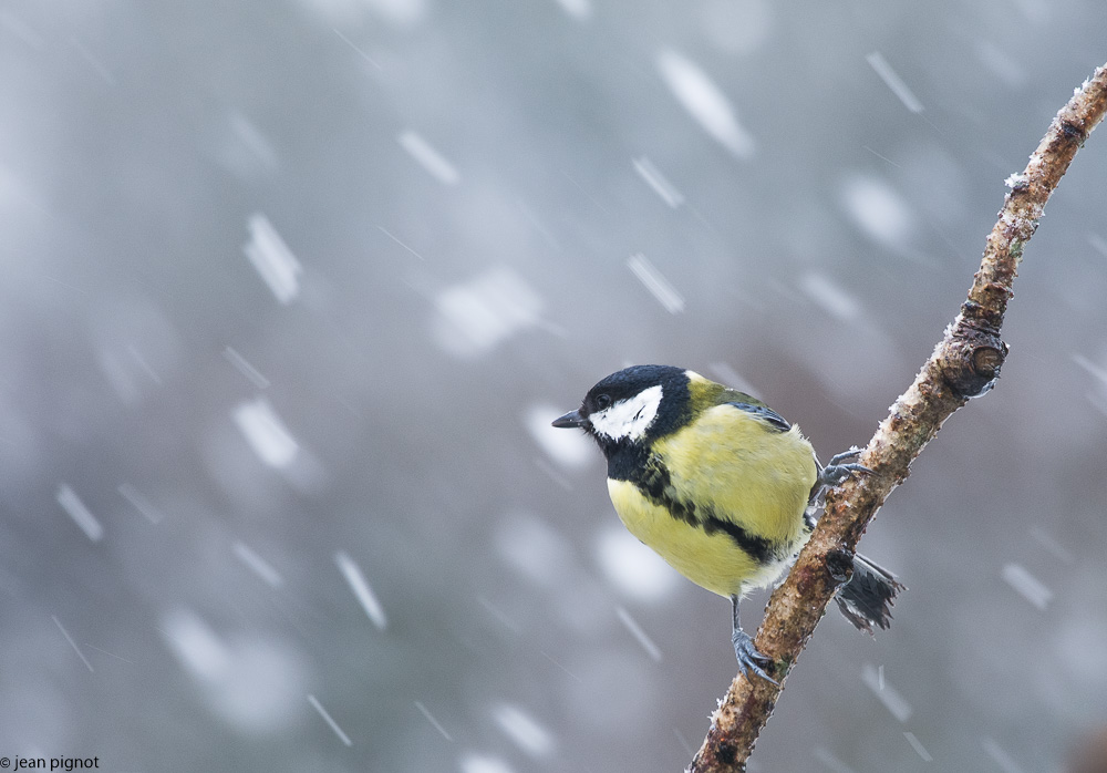 oiseaux neige 02-2018.jpg