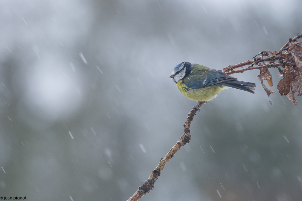 oiseaux neige-3.jpg