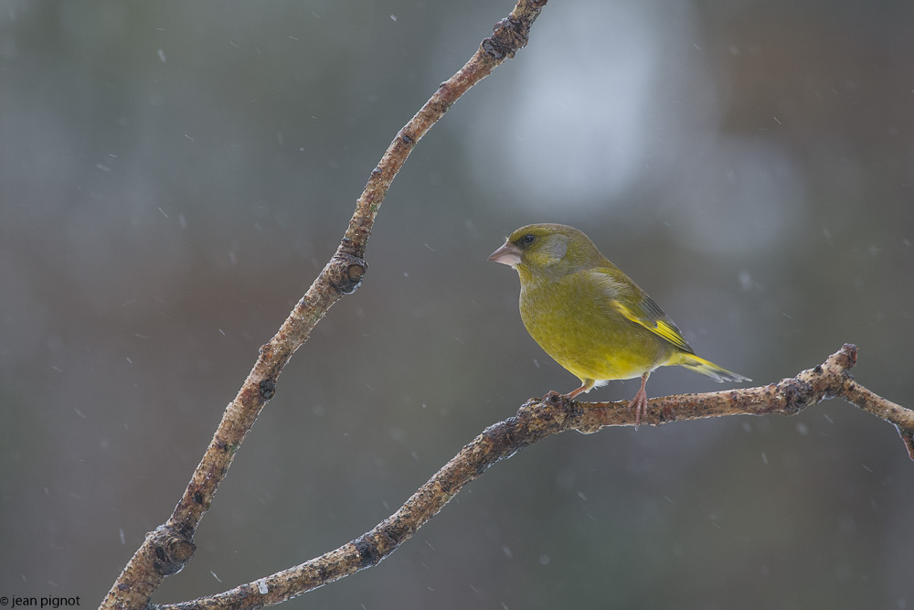 oiseaux neige-4.jpg