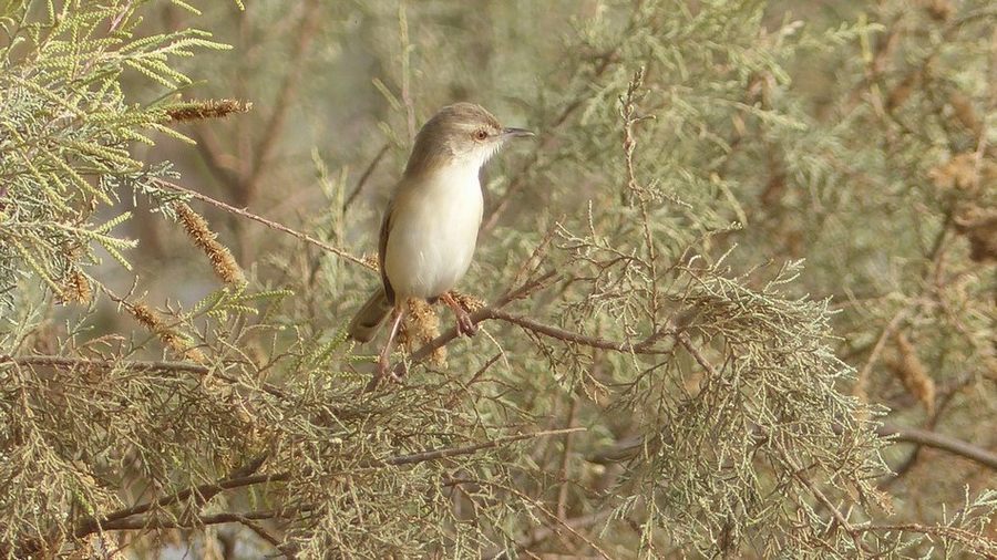 1101. Parc du Djoudj - Sénégal.JPG