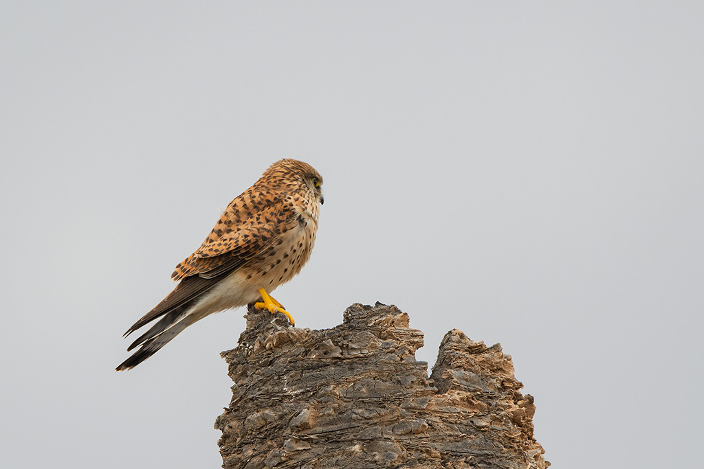 52-Faucon crécerelle des Canaries.jpg