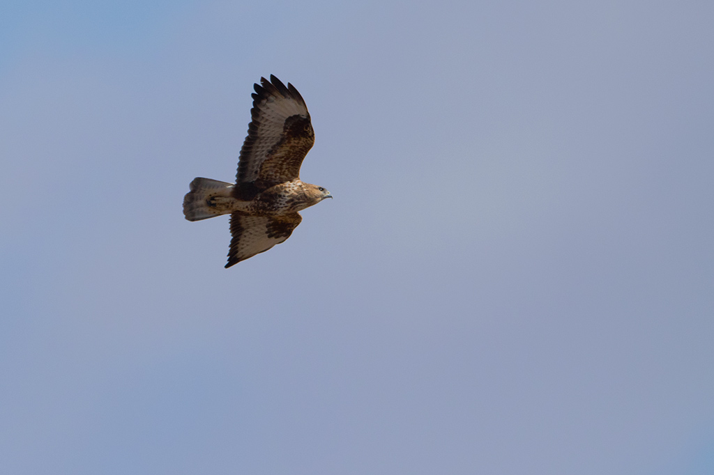 53-Buse variable des Canaries.jpg