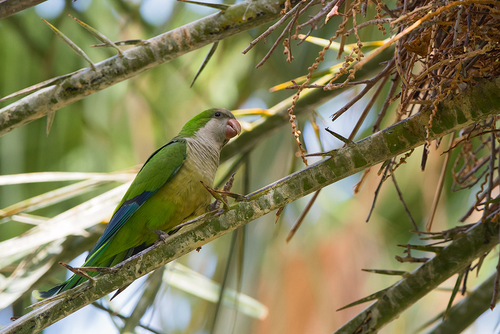 55-Conure veuve.jpg