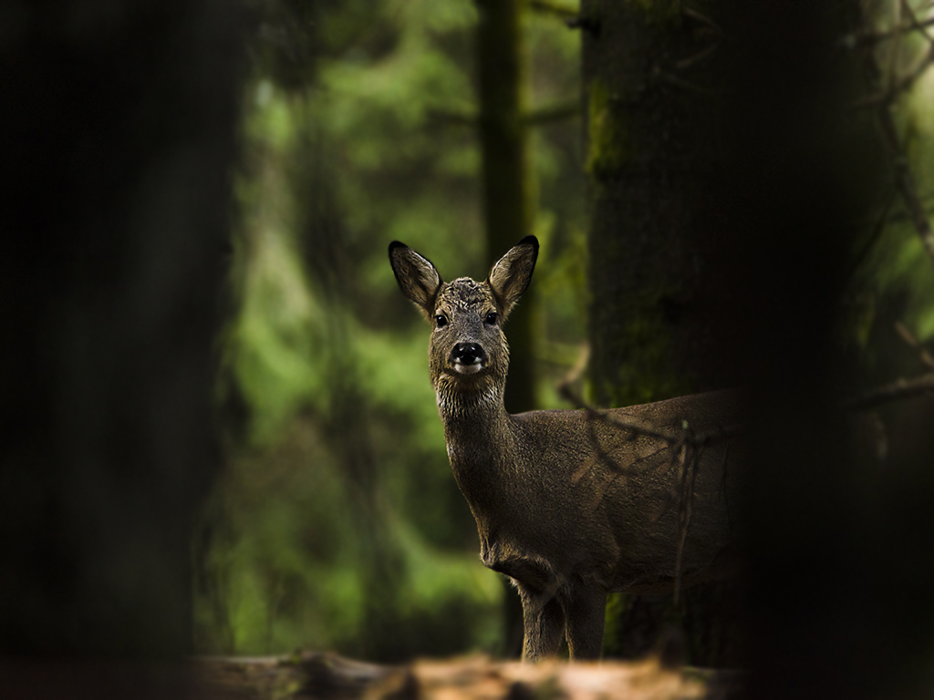 chevrette sous bois.jpg