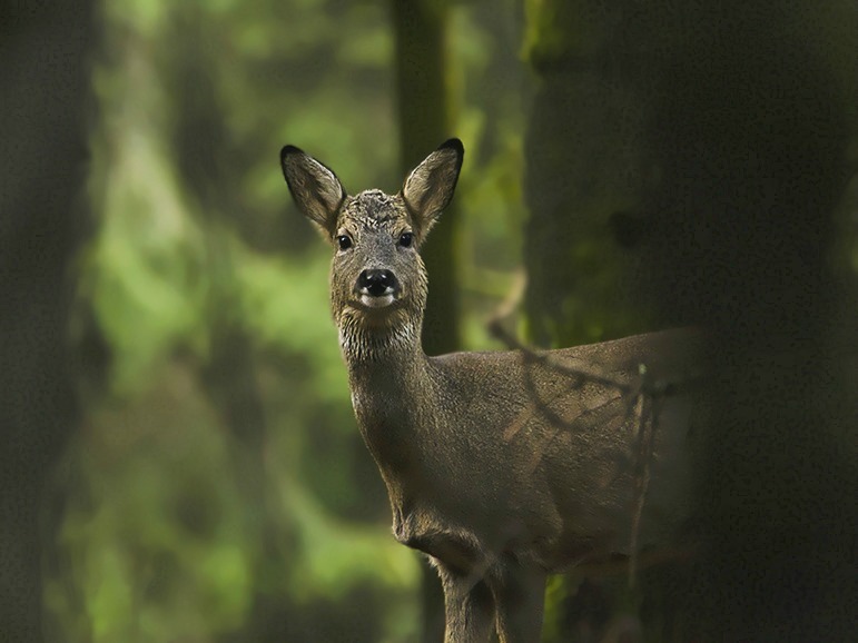 chevrette sous bois1.jpg