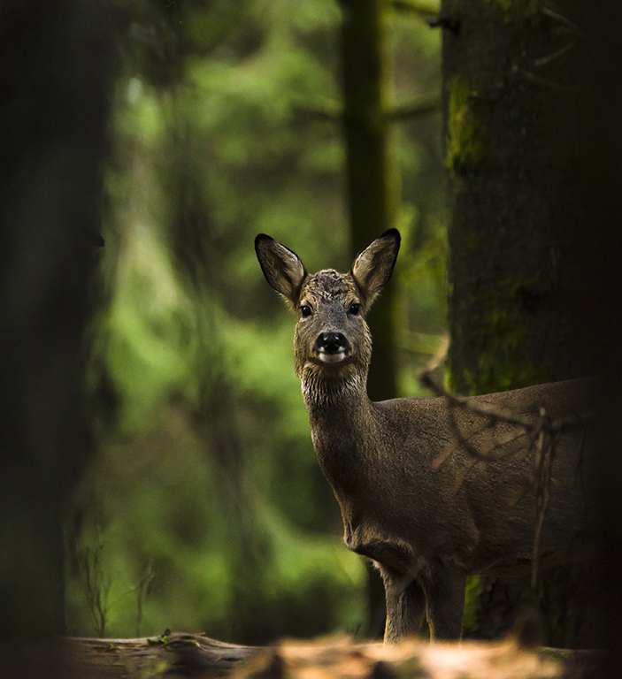 chevrette sous bois 2.jpg