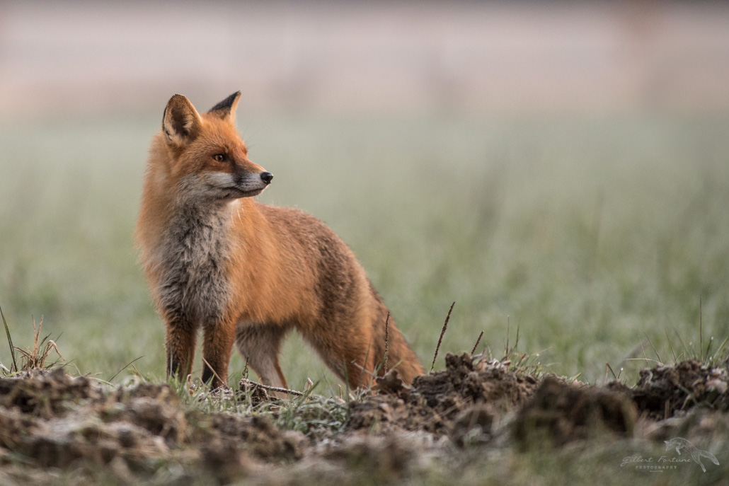 Renard portrait 2_DSC6178.jpg