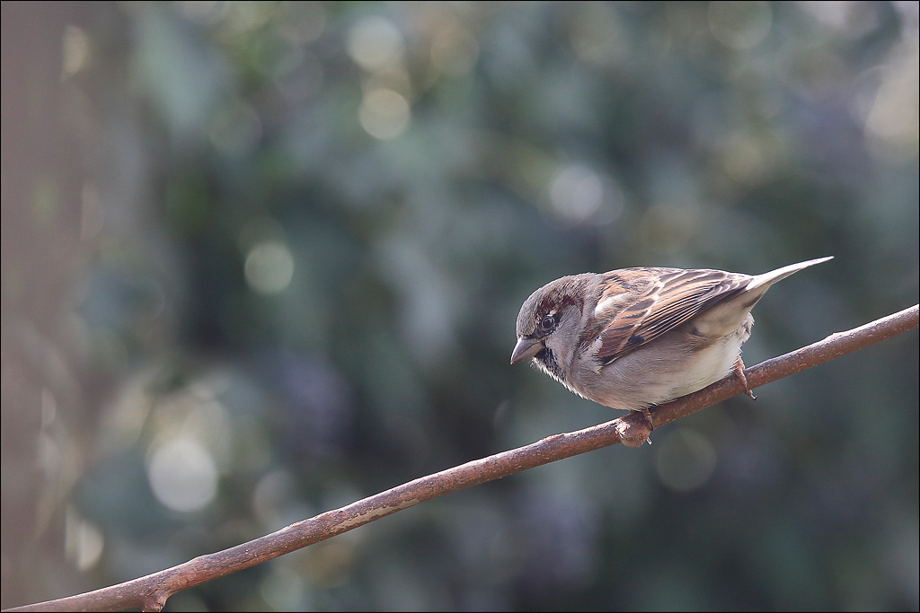 Moineau domestique_02-02-18_03.jpg