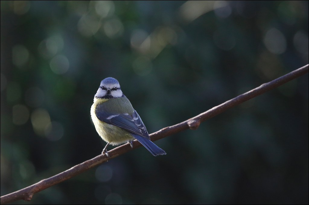 Mésange bleue_01-02-18_03.jpg