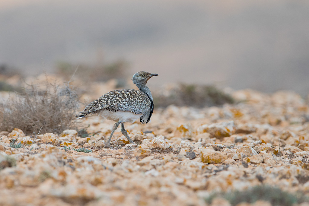 65-Outarde houbara.jpg