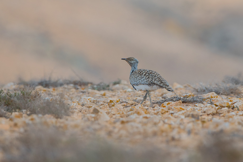 67-Outarde houbara.jpg