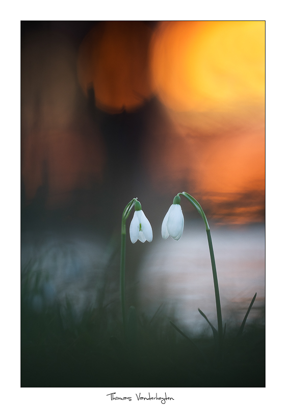 2018Galanthus nivalis#15I&N.jpg