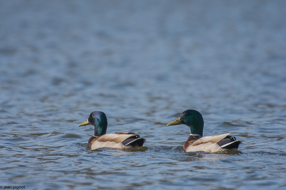 etang  besnard 02-2018.jpg