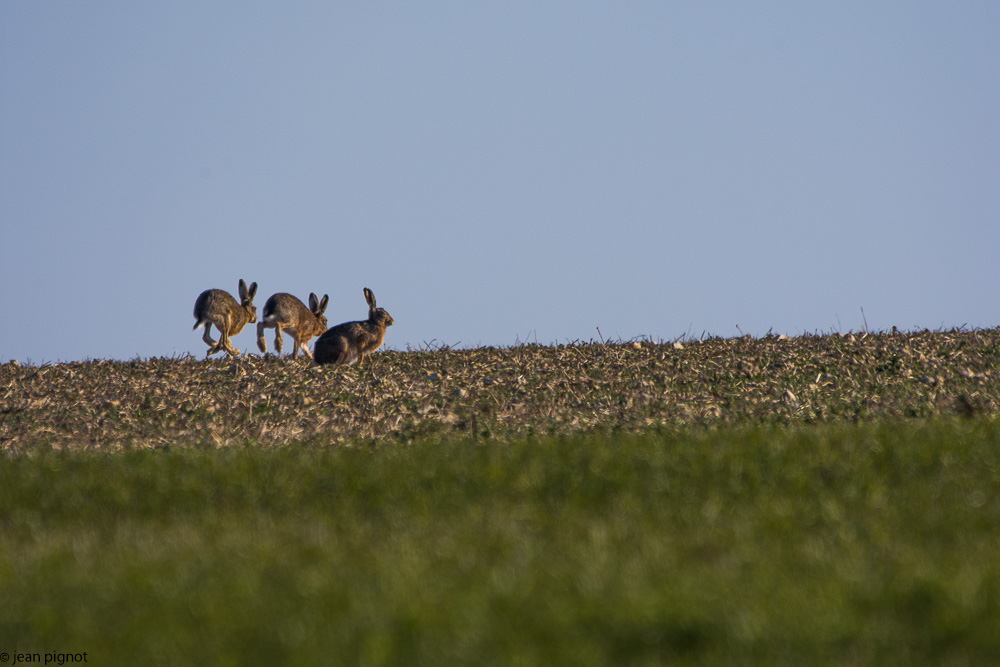 bouquinage billebeaude 02-2018.jpg