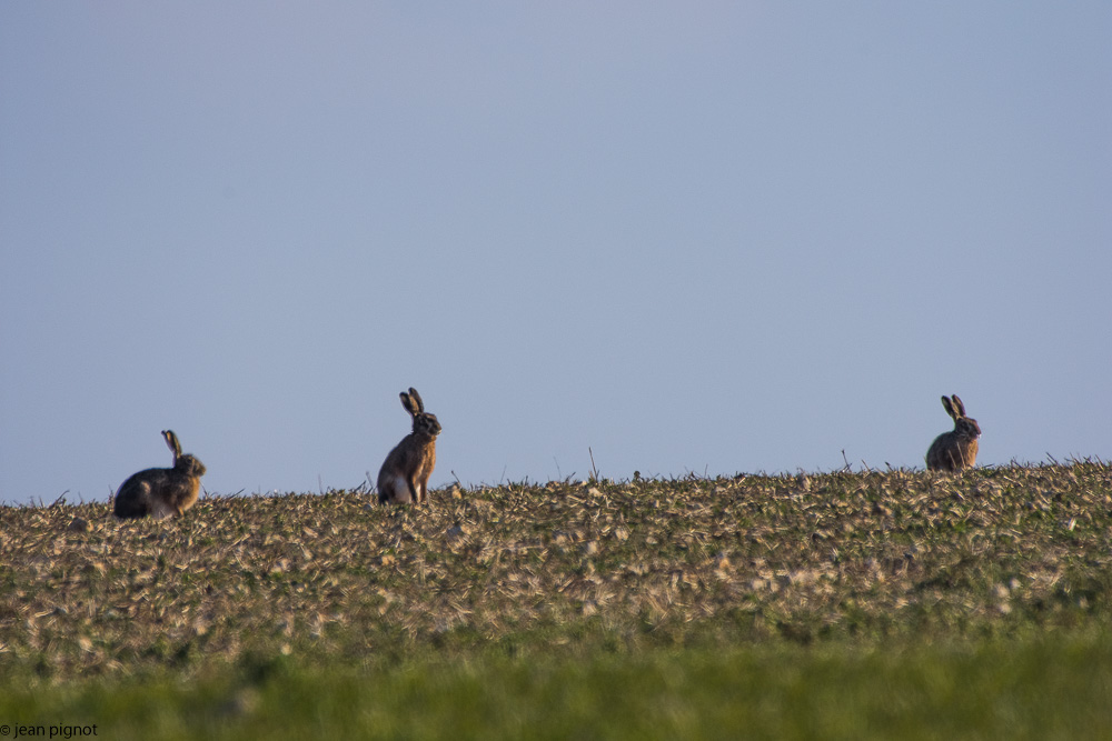 bouquinage billebeaude 02-2018-2.jpg