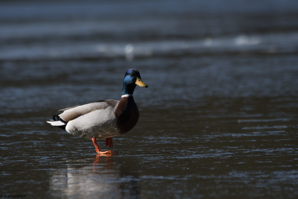 etang besnard 02-2018-3.jpg