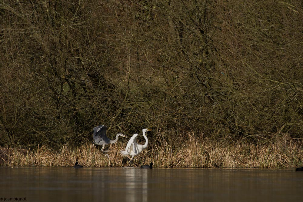 etang besnard 02-2018-7.jpg