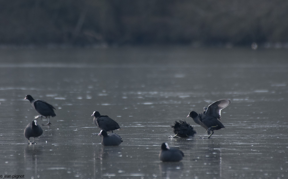 etang besnard  02-2018-2.jpg