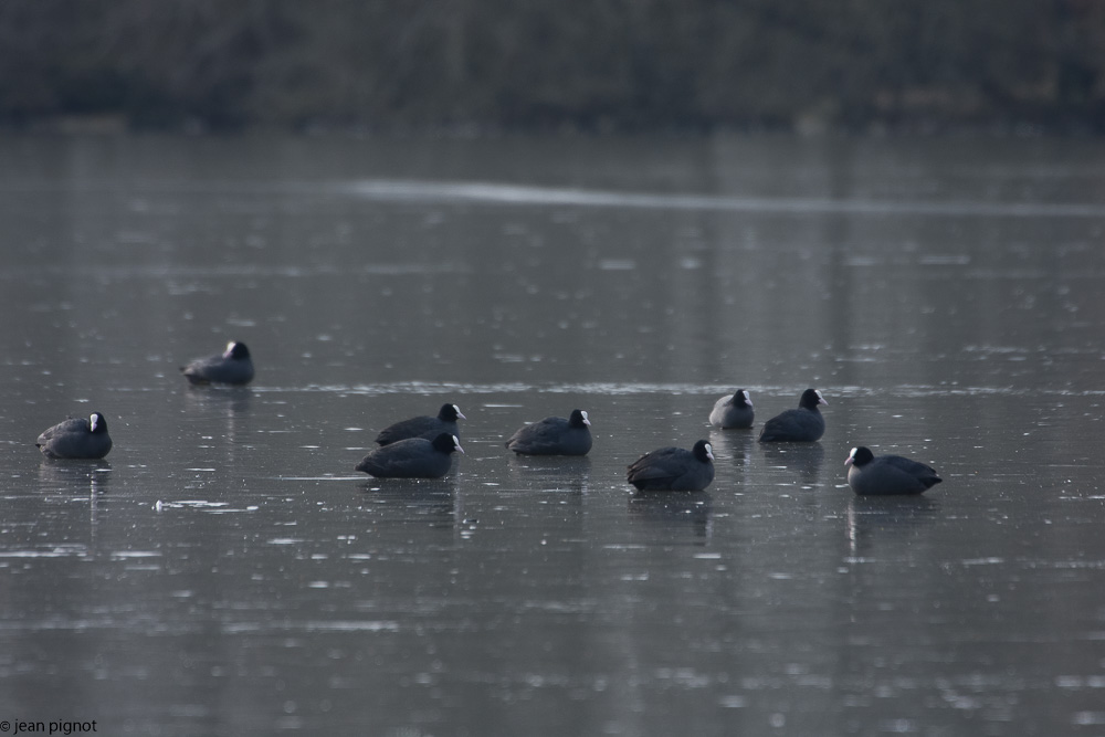 etang besnard  02-2018.jpg