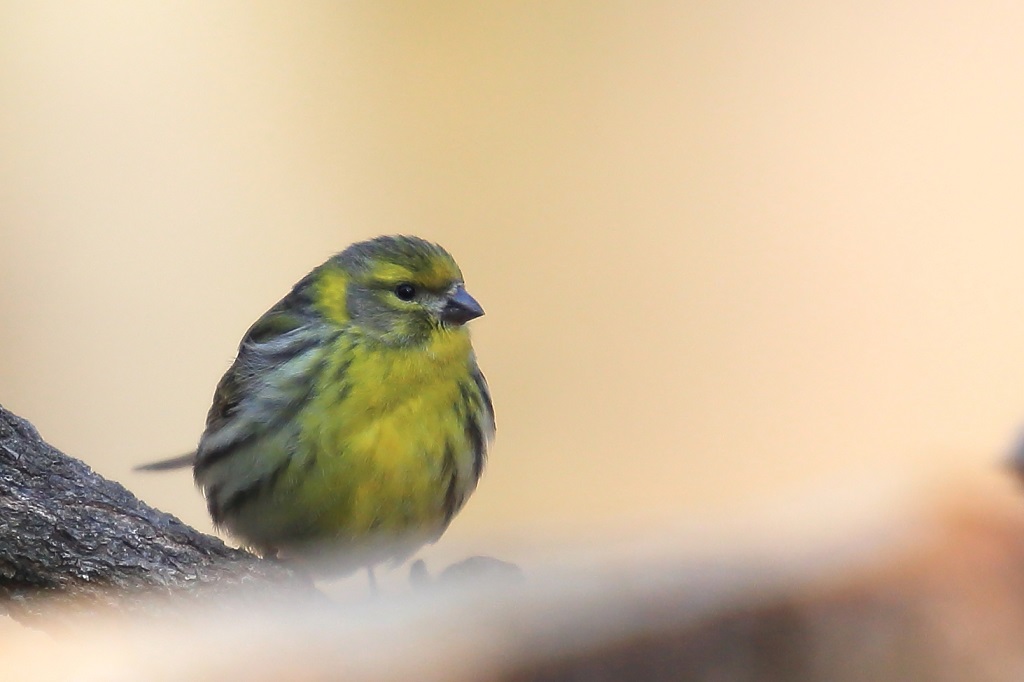 555 Serin cini.jpg