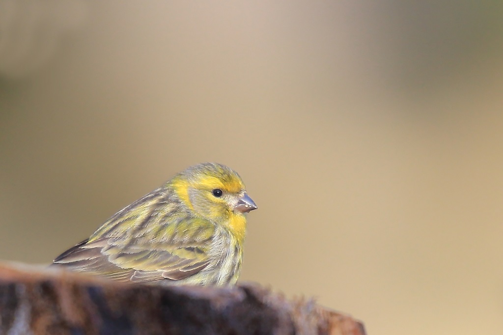 556 Serin cini.jpg