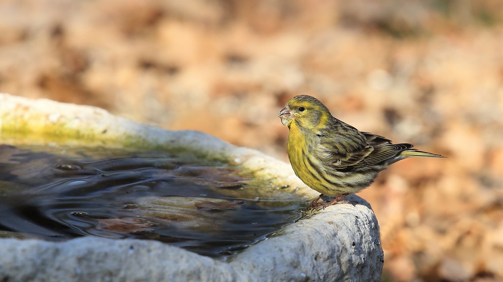 557 Serin cini.jpg