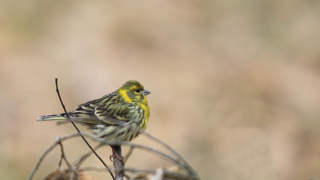 558 Serin cini.jpg