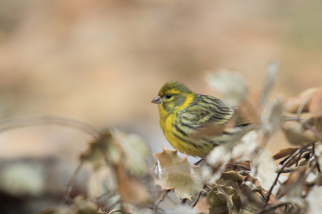 559 Serin cini.jpg