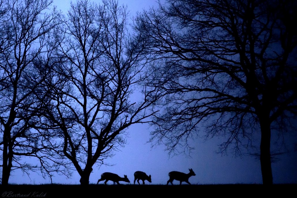 Chevreuils du soir.jpg