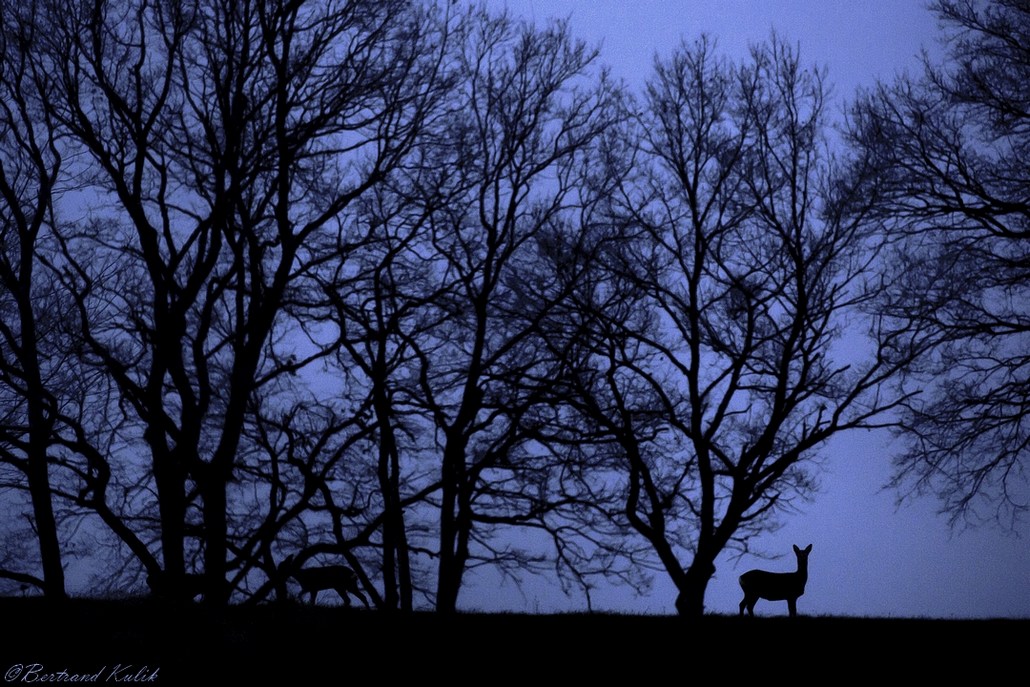 Chevreuils du soir.jpg