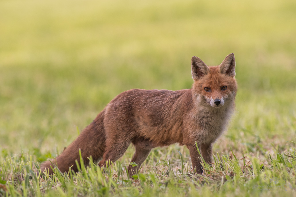 Renard _DSC1292.jpg