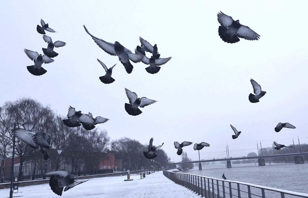 Pigeons Thionville2.png