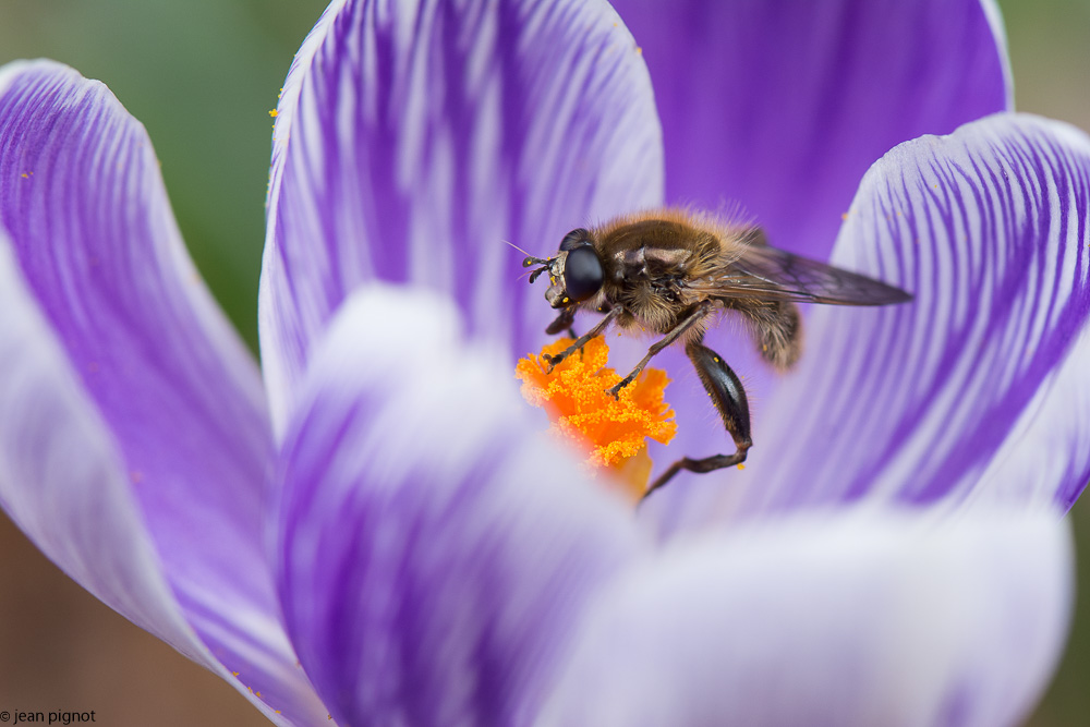 insecte crocus 03 2018.jpg