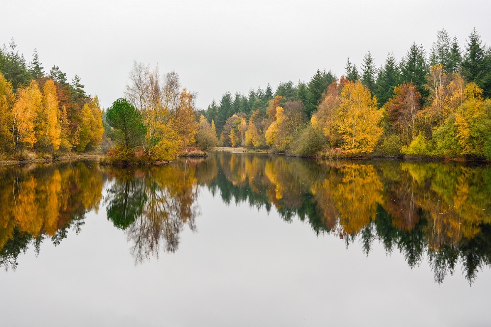 DES COULEURS D'AUTOMNE .jpg