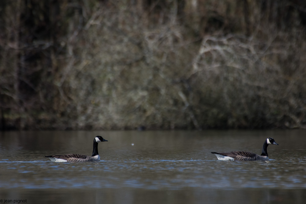 etang besnard 03 2018.jpg