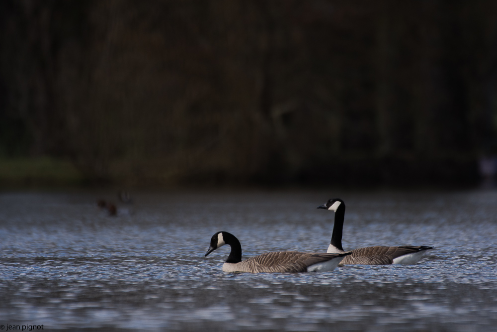 etang besnard 03 2018-2.jpg