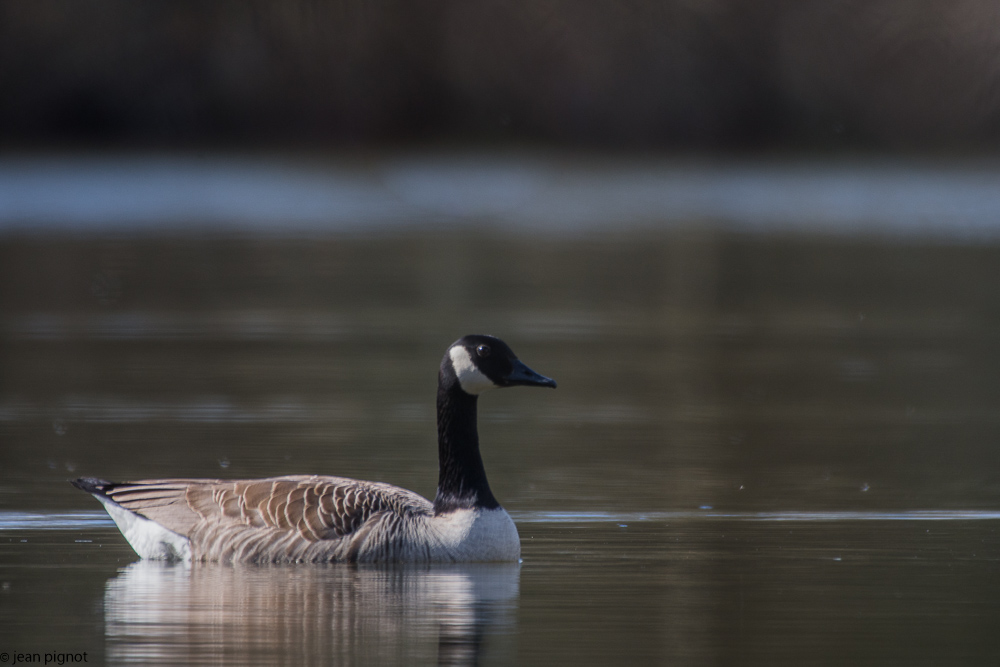 etang besnard 03 2018-6.jpg