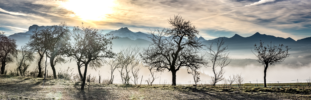 les arbres qui dansent (2).jpg