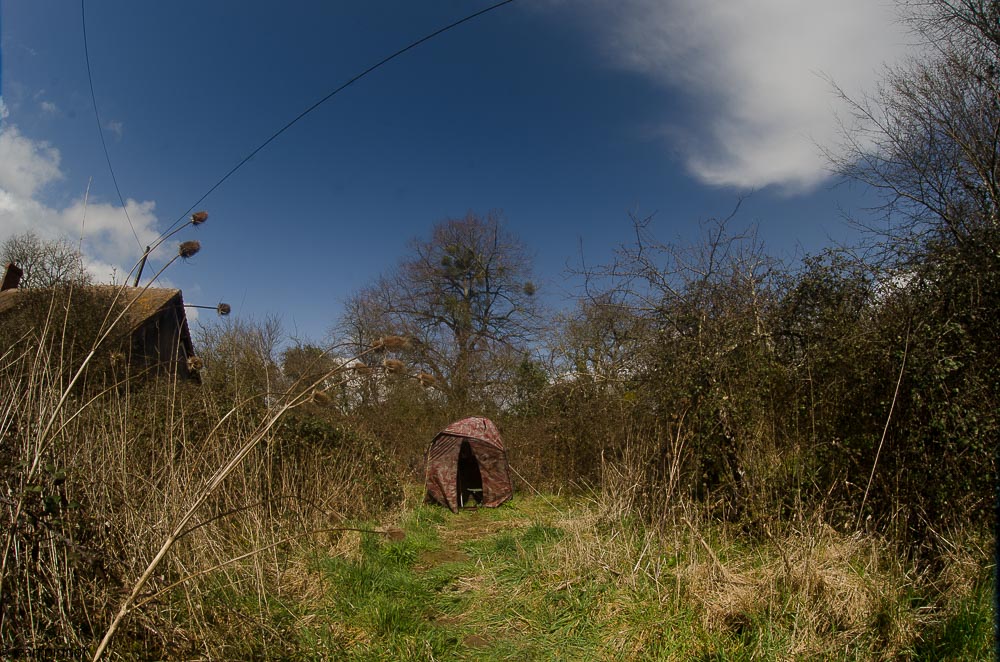 affut bouvreuils 03 2018-4.jpg