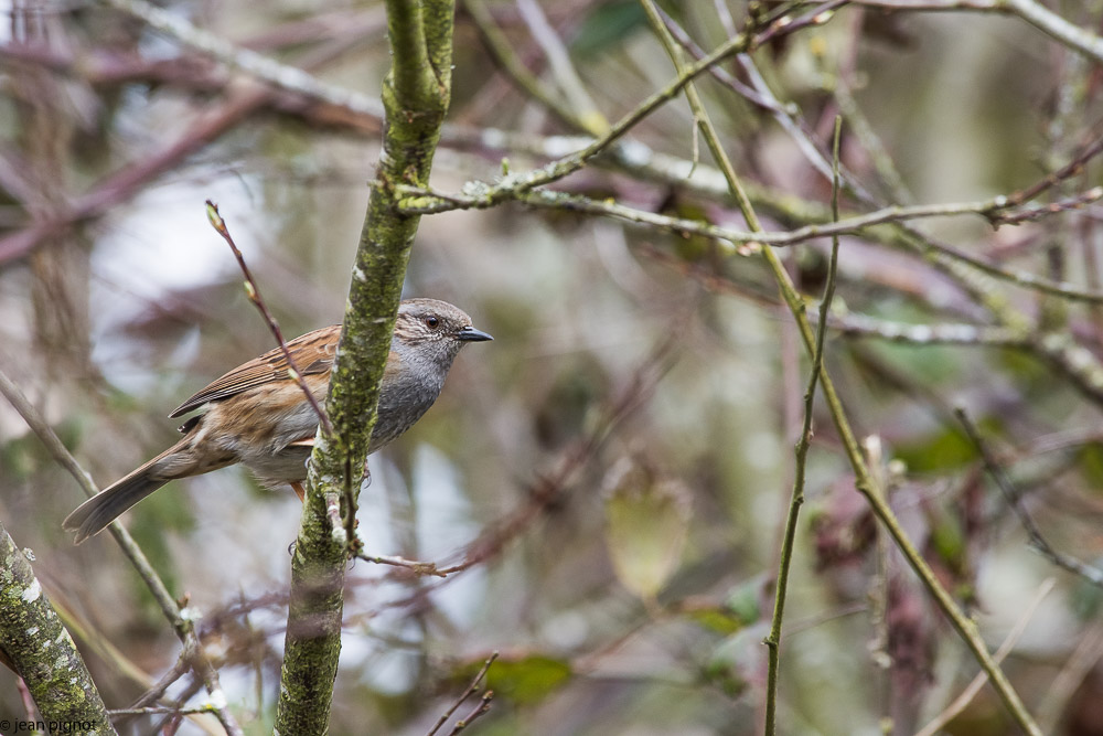 affut bouvreuils 03 2018.jpg