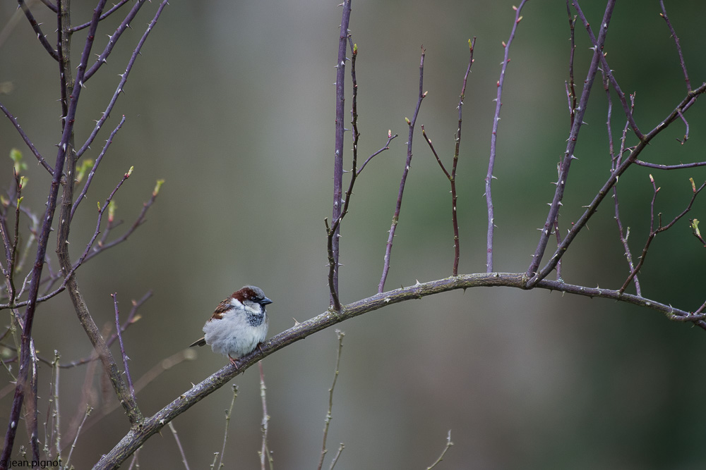 affut bouvreuils 03 2018-2.jpg