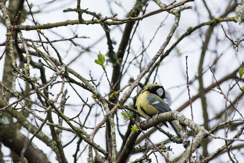 affut bouvreuils 03 2018-6.jpg