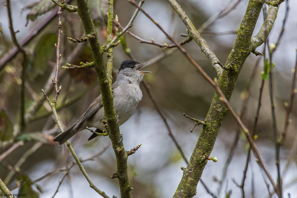 affut bouvreuils 03 2018-9.jpg