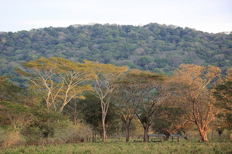 4 forêt sèche.jpg