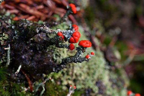 _copie-0_Cladonia coccifera-4432rl.jpg