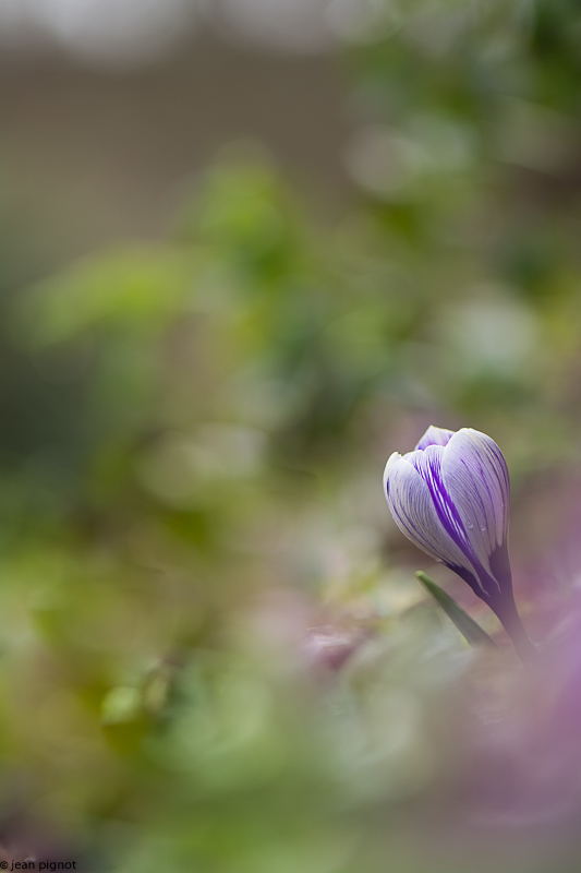 crocus 03 2018.jpg