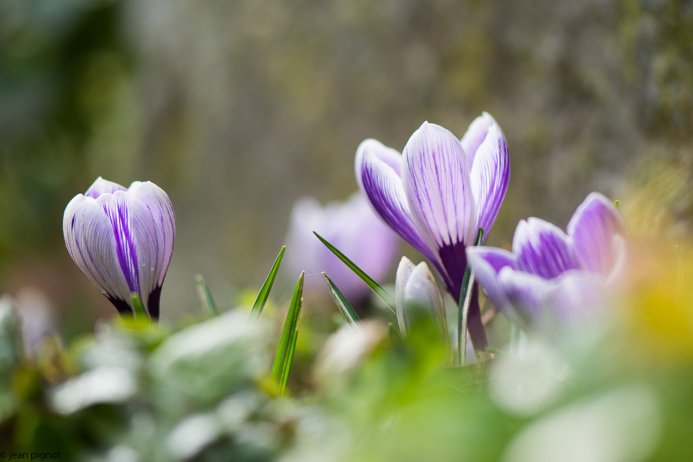 crocus 03 2018-3.jpg