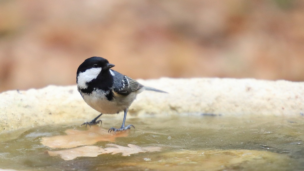 573 Mésange noire.jpg