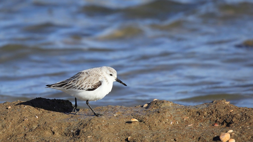 3 Bécasseau sanderling.jpg